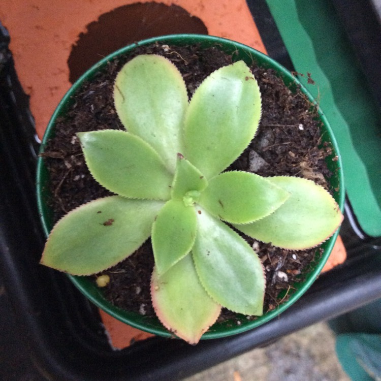 Plant image Aeonium Haworthii Dreamcolour