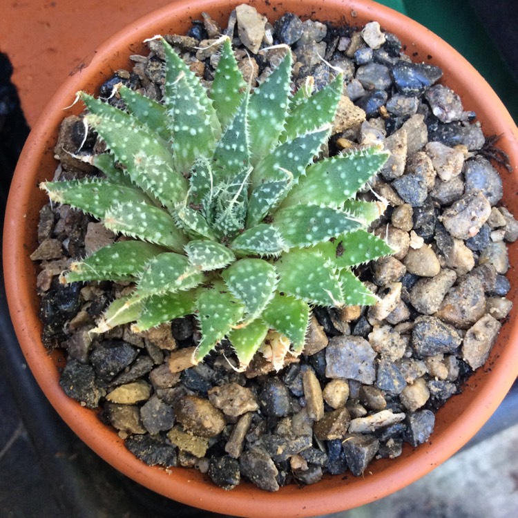 Plant image Aristaloe Aristata (formerly Aloe Aristata)