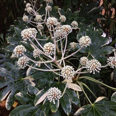 Fatsia japonica 'Variegata'