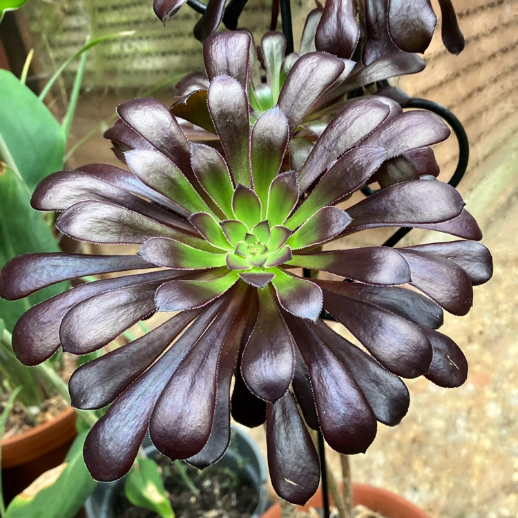 Plant image Aeonium Arboreum Zwartkop
