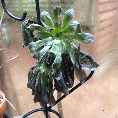 Aeonium Arboreum Zwartkop