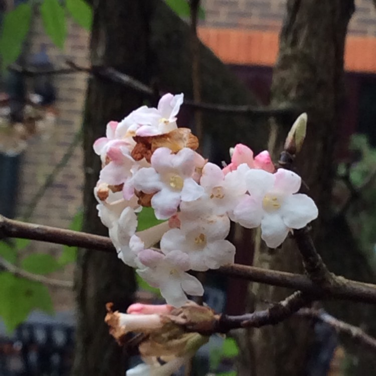 Plant image Viburnum x bodnantense