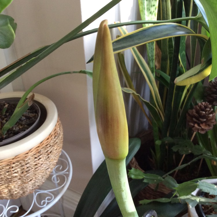 plant image 1644344