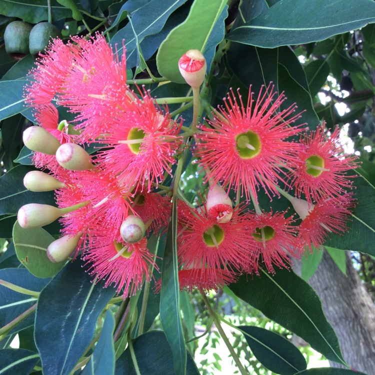plant image 1644616