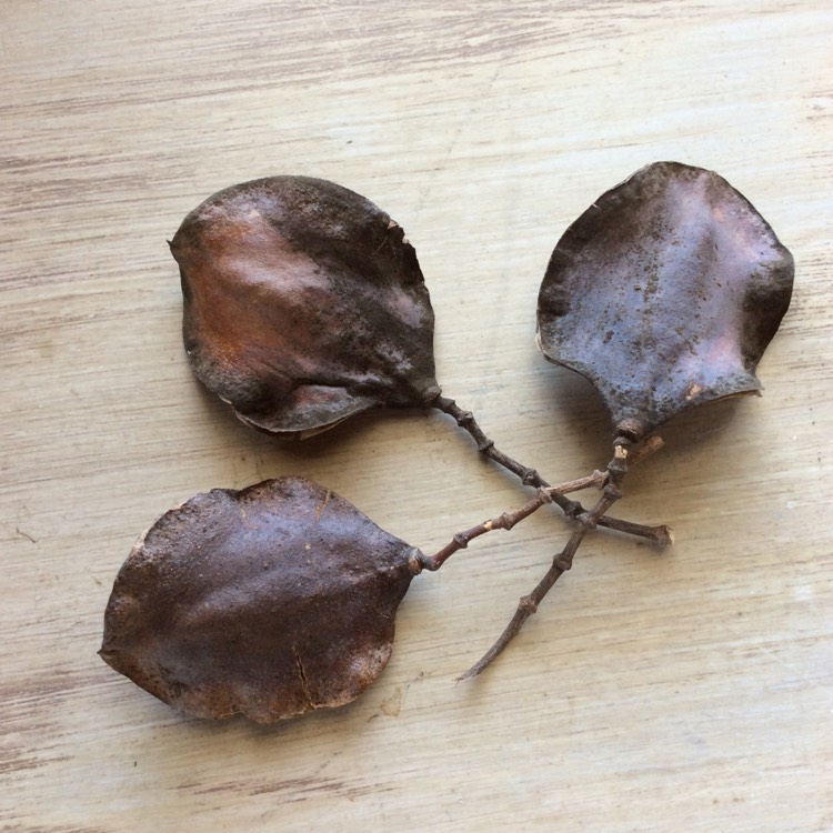 plant image 1646072 plant image 1646072