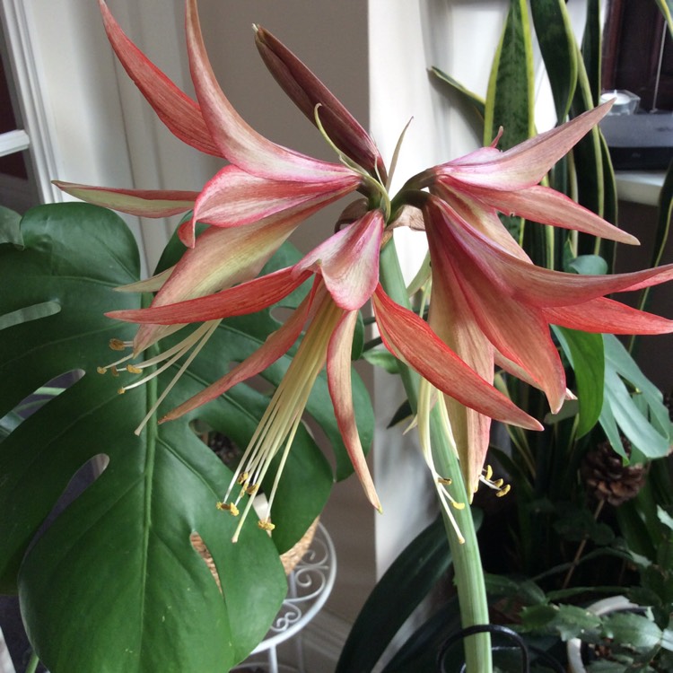 Plant image Hippeastrum (Spider Group) 'Sumatra'