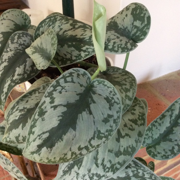 Plant image Scindapsus pictus