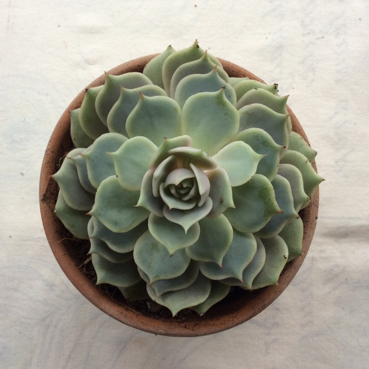 Plant image Echeveria Lola