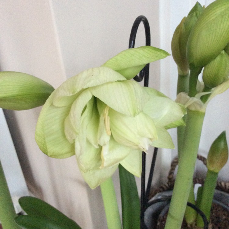 plant image 1647867 plant image 1647867