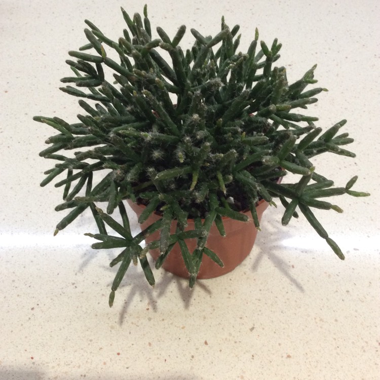 Plant image Rhipsalis