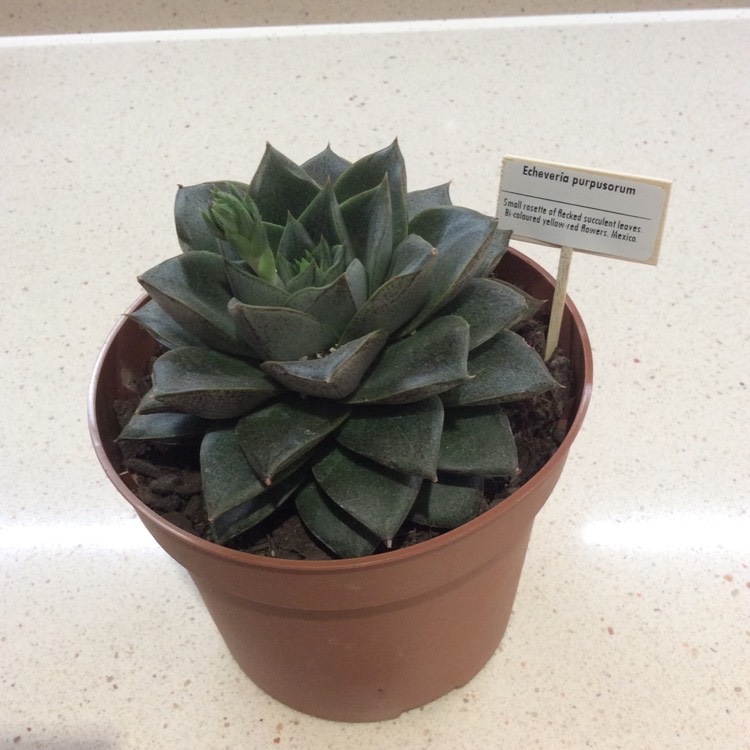 Plant image Echeveria Purpusorum