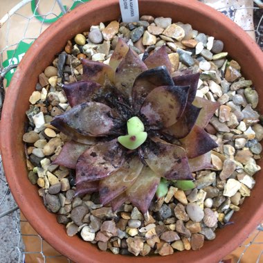 Echeveria Agavoides Red Edge