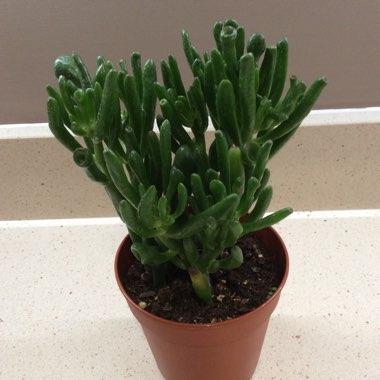 Crassula ovata Hobbit