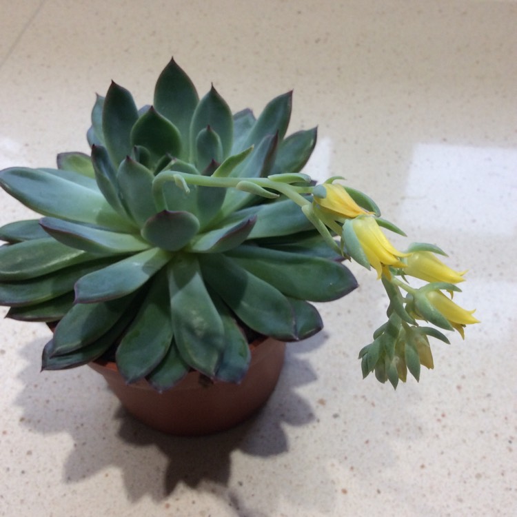 Plant image Echeveria Pulidonis