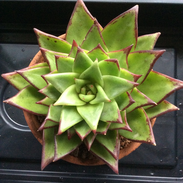 Plant image Echeveria