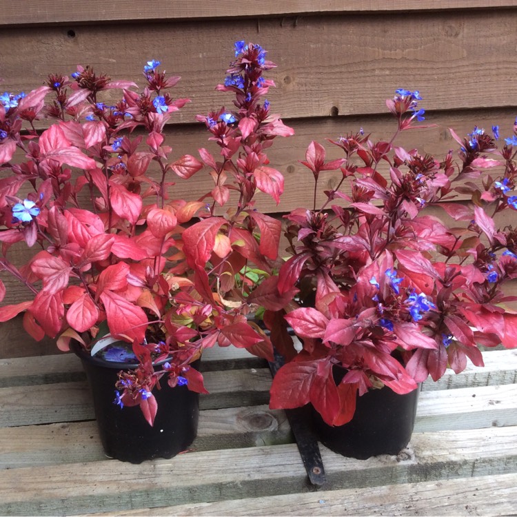 Plant image Ceratostigma plumbaginoides syn. plumbago larpentiae