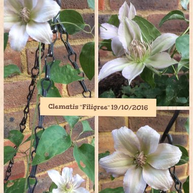 Clematis 'Filigree'