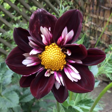 Dahlia 'Mary Evelyn'
