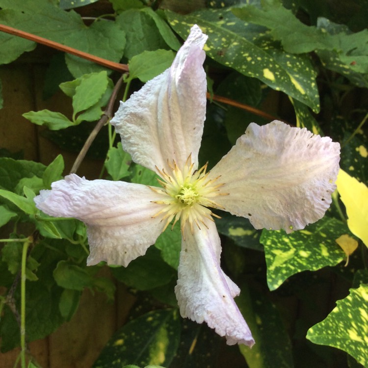 Plant image Clematis 'Blue Angel'