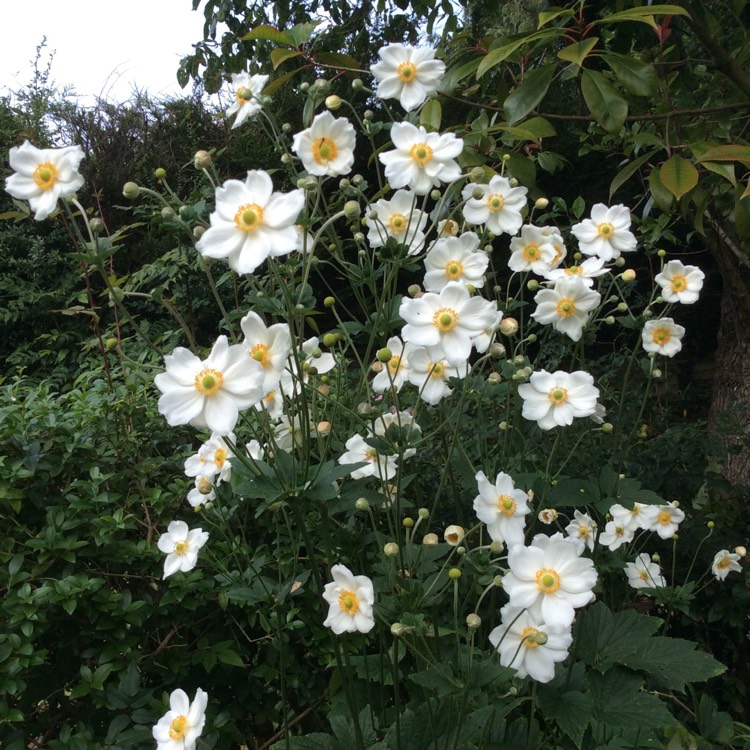 Plant image Anemone x hybrida 'Honorine Jobert'