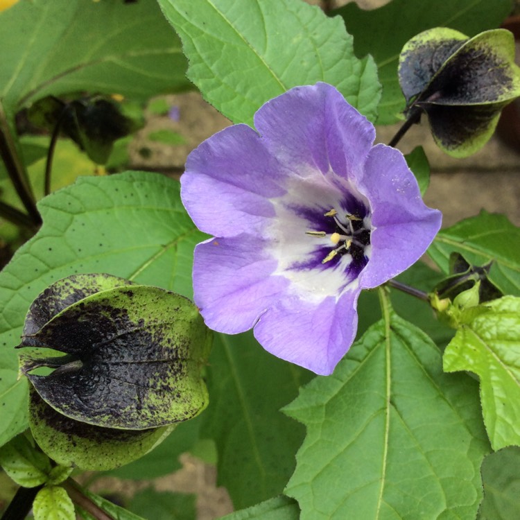 Plant image Nicandra physalodes