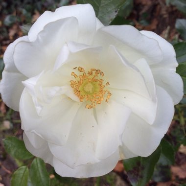 Rosa 'Flower Carpet White'