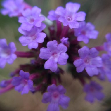 Verbena bonariensis