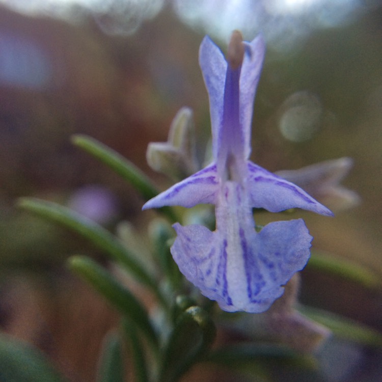 Plant image Salvia rosmarinus (Prostratus Group) syn. Rosmarinus officinalis (Prostratus Group)