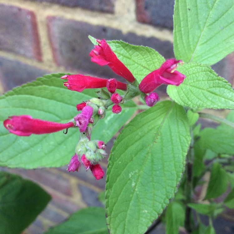 Plant image Salvia elegans 'Pineapple Sage'