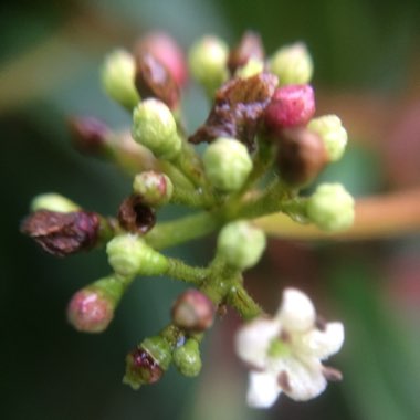 Viburnum davidii