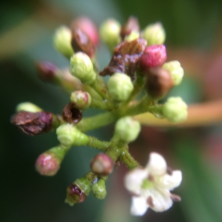 plant image 607145