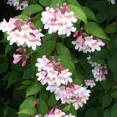 Kolkwitzia amabilis