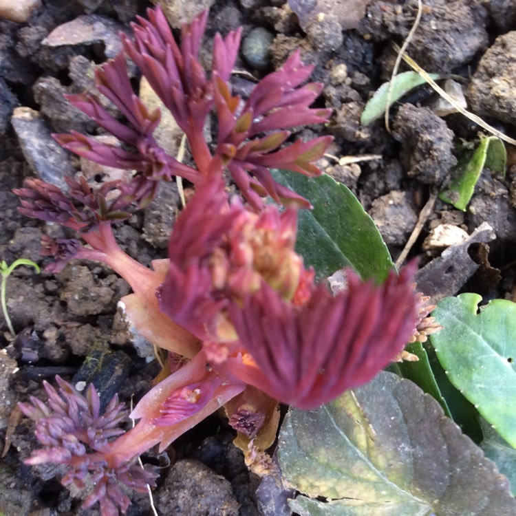 plant image 637086 plant image 637086