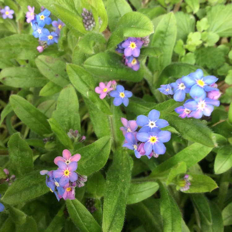 Plant image Myosotis arvensis