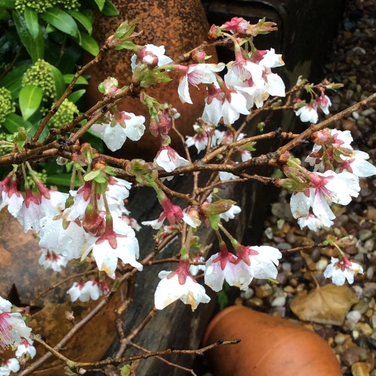 Plant image Prunus incisa 'Kojo-no-mai'