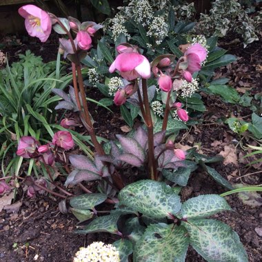 Helleborus 'Epb 29' (Frostkiss Series) syn. Helleborus (Rodney Davey Marbled Group) 'Dorothy's Dawn'