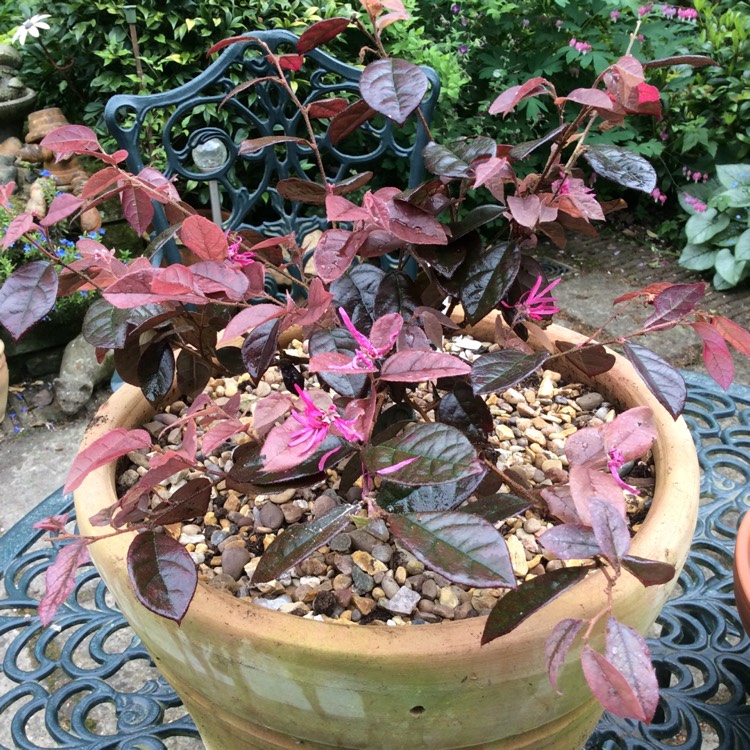 Plant image Loropetalum chinense var. rubrum 'Fire Dance'