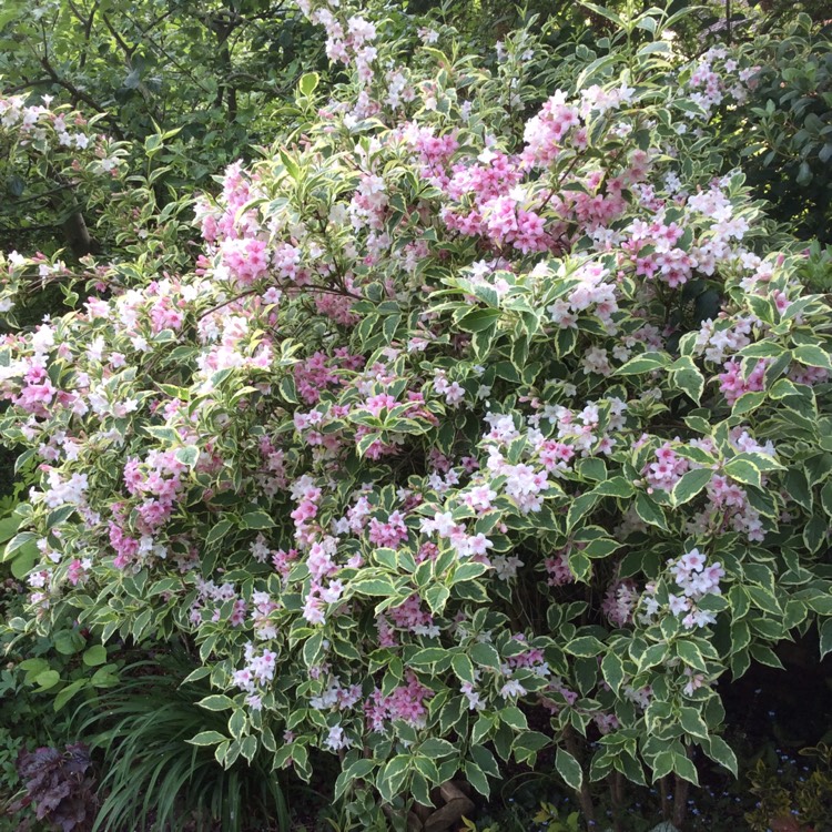 Plant image Weigela 'Nana Variegata' syn. Weigela 'Elstead', Weigela 'Variegated Nana'