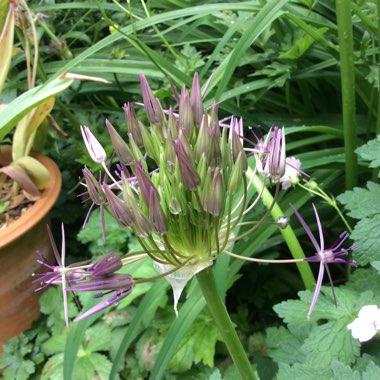 Allium schubertii