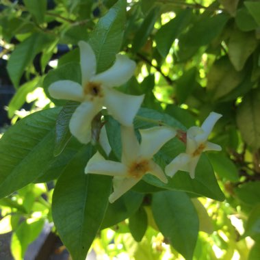 Trachelospermum asiaticum 'Golden Memories'
