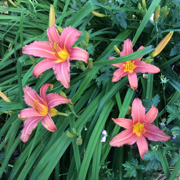 Plant image Hemerocallis