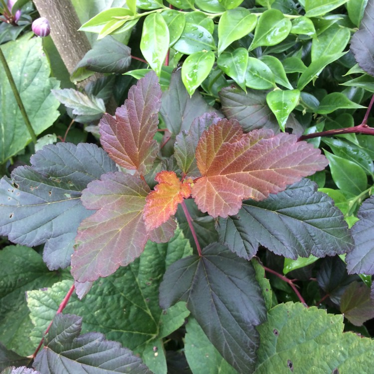 plant image 821098 plant image 821098