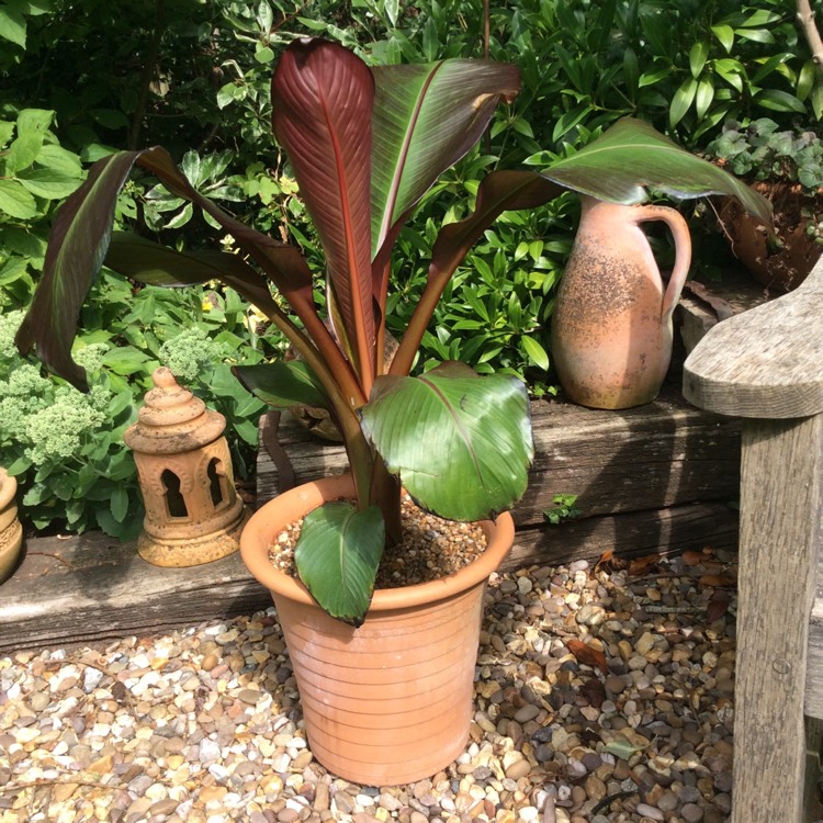 Plant image Ensete ventricosum 'Maurelii' syn. Ensete ventricosum 'Rubrum', Ensete 'Maurelii', Musa 'Santa Morelli'