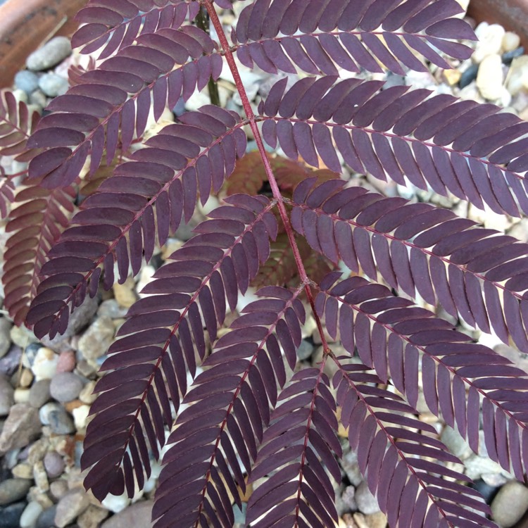 Plant image Albizia julibrissin 'Summer Chocolate'