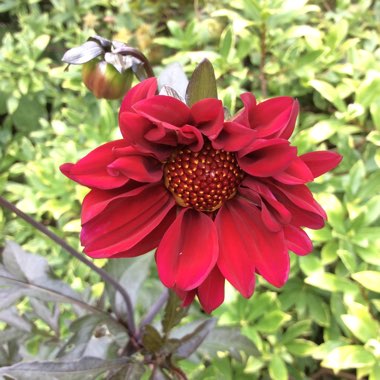 Dahlia 'Bishop of Canterbury'
