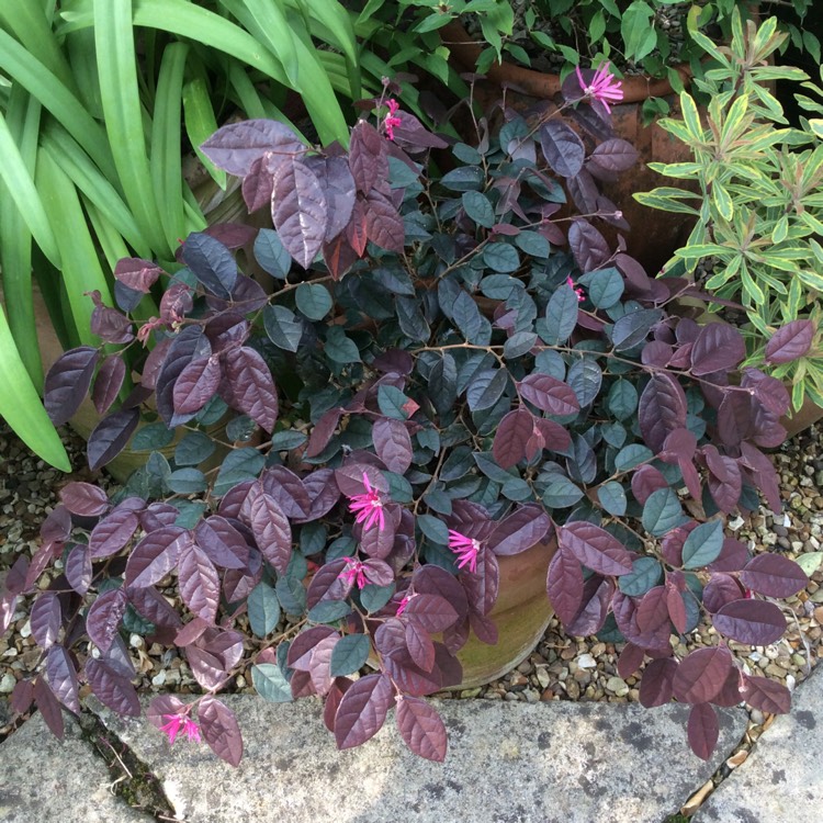 Plant image Loropetalum chinense var. rubrum 'Fire Dance'