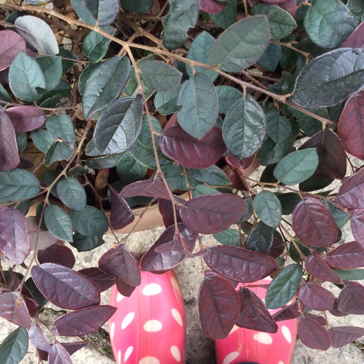 Plant image Loropetalum chinense var. rubrum 'Fire Dance'