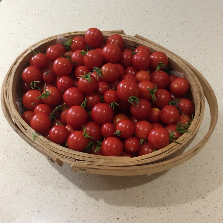 Plant image Solanum lycopersicum 'Tumbling Tom'