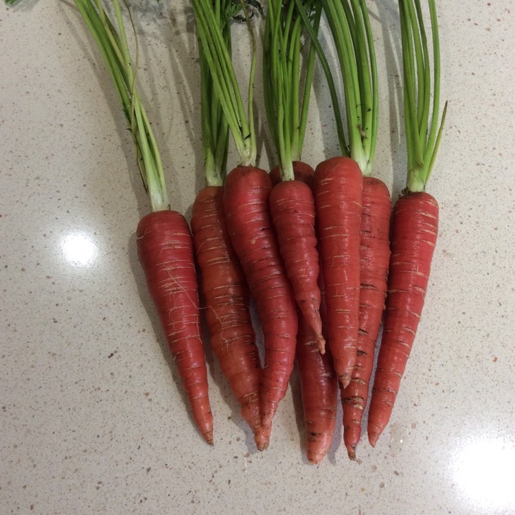 Plant image Daucus carota subsp. sativus 'Atomic Red'