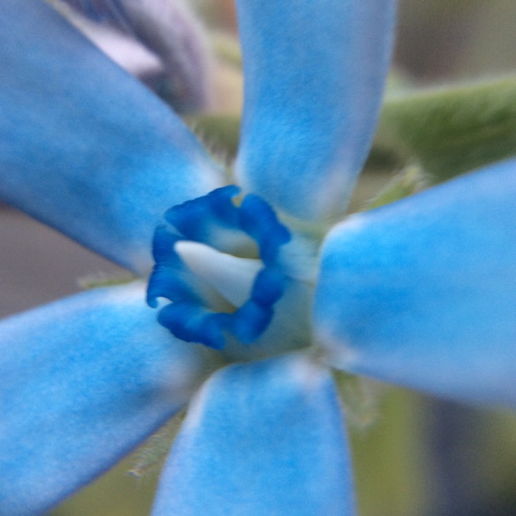 plant image 859491 plant image 859491